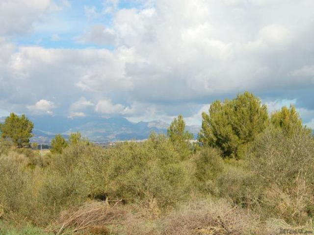 Large forest plot with beautiful view..