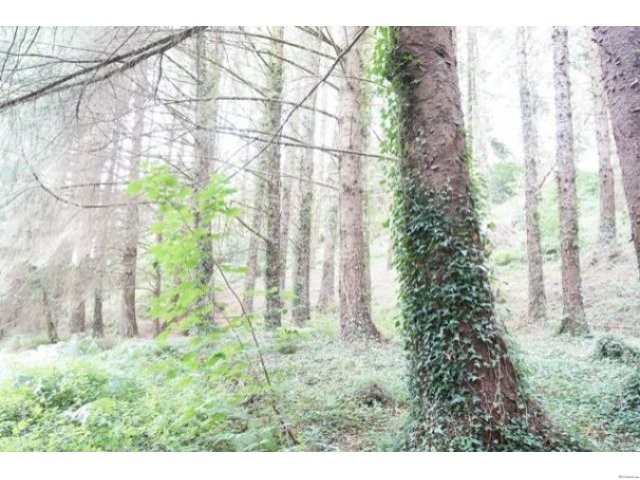 Former Water Mill, Woodland & Small Lake - 2