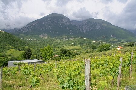 Fabulous plot with vines, olives and 2..