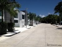 Anemona Planta Alta