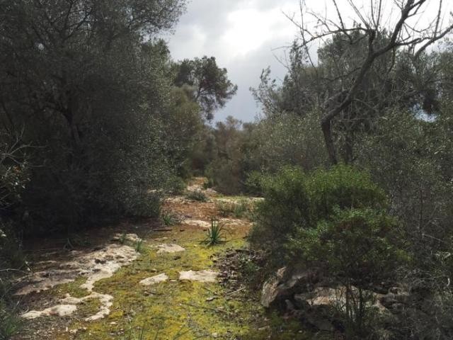 Land with ruin and high privacy in.. - 2