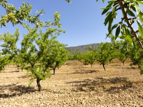 Land - Alicante - For Sale