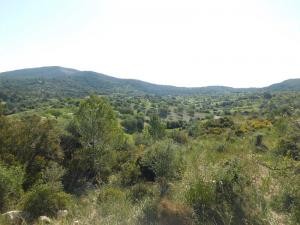 Son Macià, Manacor, finca plot for.. - 2