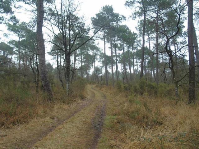 Land For Sale: 37290 LIMITE..