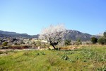 - Land - For Sale
