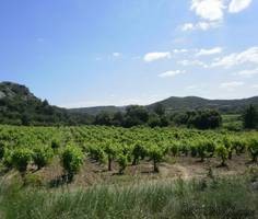 Wine Production Domaine On 137 Hectares.. - 2