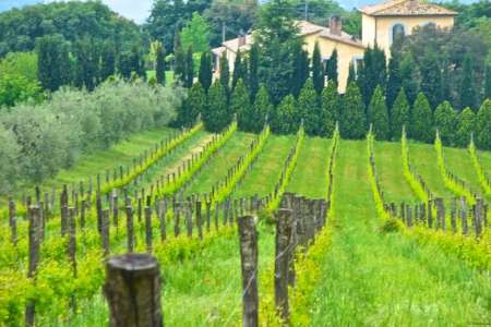 Estate With Recording Studio And Wine.. - 2