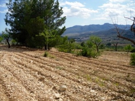 PLOTS OF LAND LA ROMANA JSP101