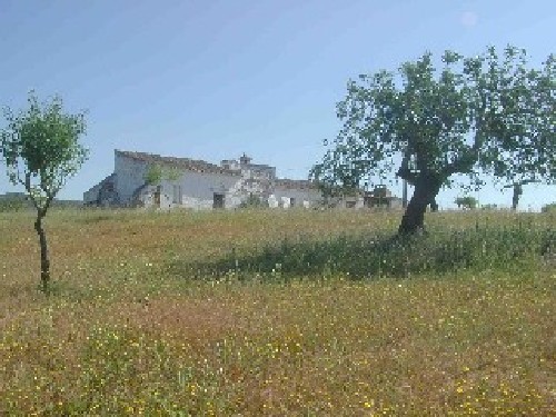 Large Farm in a 30.000 Sq. mts. plot.. - 2