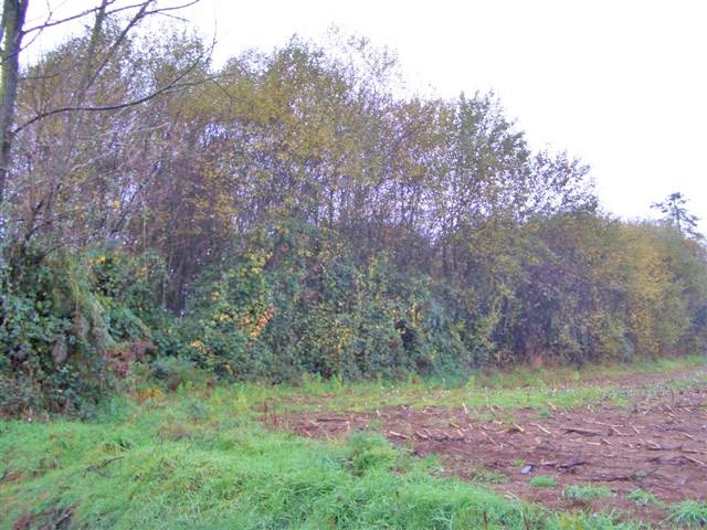 Building Plot At Nontron Area, Dordogne - 2
