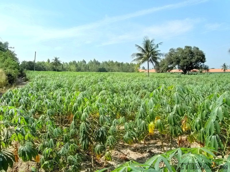 Plot of land near Polo Club, Horseshoe..
