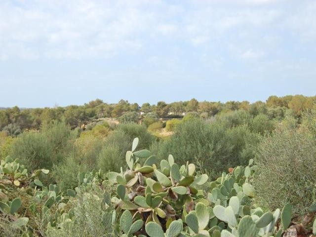 Rustic plot near Palma - 2