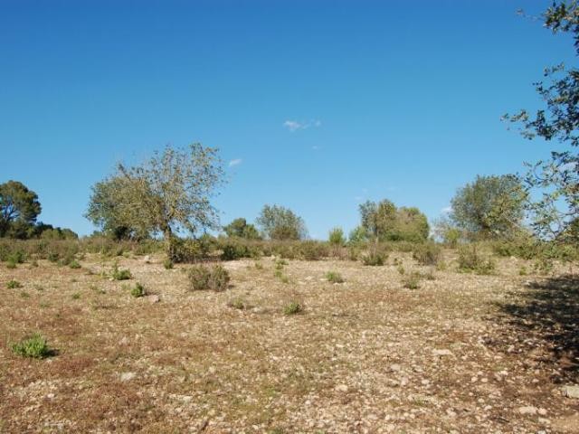 Large plot with building licence in.. - 2