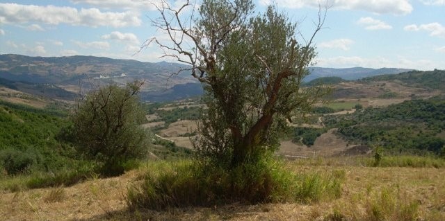 Land for sale in Molise - Terreno..