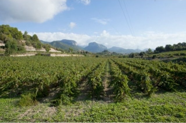 Beautiful Farm Winery And Vineyards..