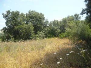 Artà, finca plot with basic project for.. - 2