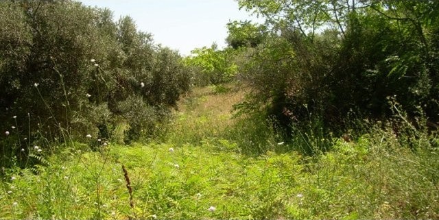 Property for sale in Italy - Land Terra..