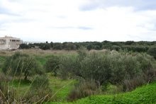 Cretan Land For Sale - 2