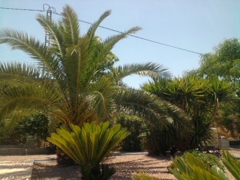 Villa in Hondon de los Frailes, Alicante - 2
