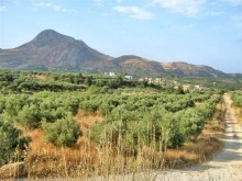 Olive Grove In The South Of Crete For..