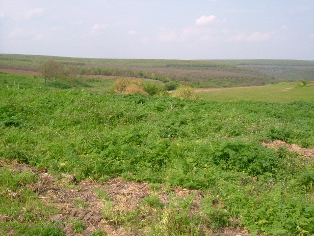 Land in Dryanovets, Dobrich - 2