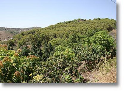 Plot for Sale in Frigiliana 445.000..