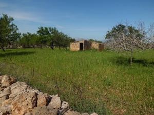 Near Colonia de San Pedro, finca plot.. - 2