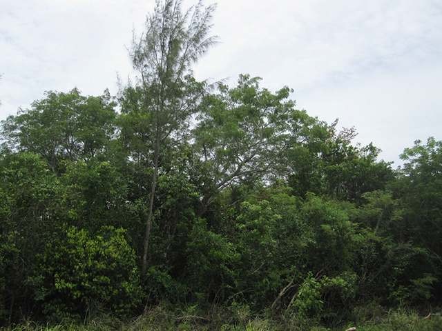 Singlefamilyvacant - This large single..
