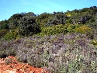 For Sale: Plot In Central Algarve.. - 2