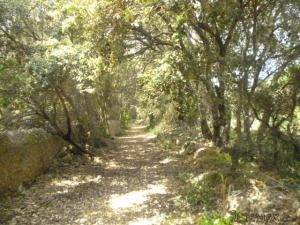 Artà, finca plot with basic project for..
