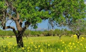 Near Colonia de San Pedro, finca plot..