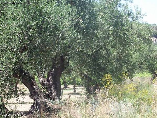 Land - Zakynthos - For Sale - 2