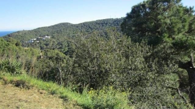 PLOTS IN ES VALLS
