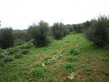 Crete Land For Sale - 2