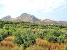 Olive Grove In The South Of Crete For.. - 2