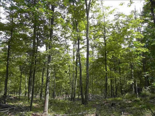 Land For Sale: Gallatin, New York - 2