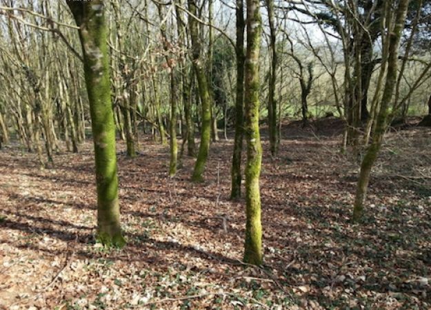 Equestrian Property With 13 Hectares - 2
