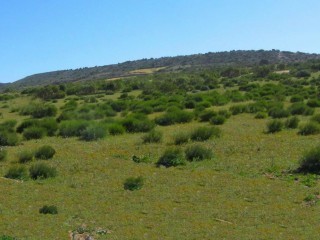 Beachfront land for sale - 10 hectares.. - 2