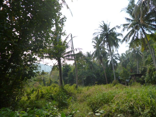 Koh Chang beachfront land: 20+ meters.. - 2