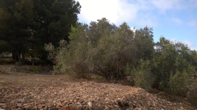 La Merced Plot in Calpe