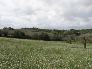 Finca plot between, Santa Margarita.. - 2