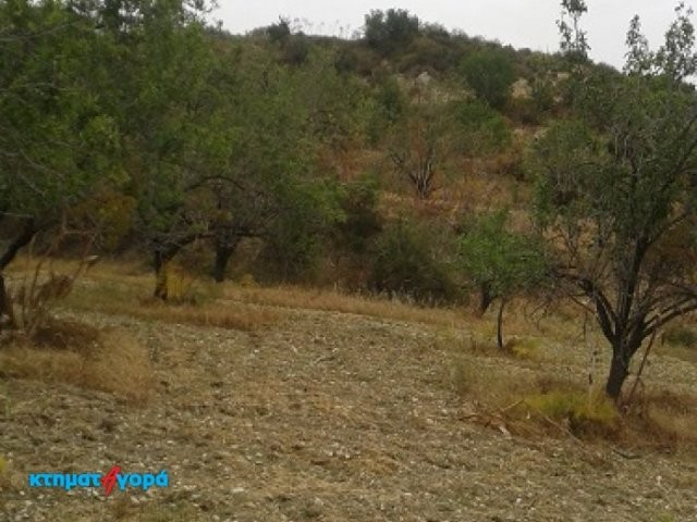 Agricultural Land in Marathounta, Pafos