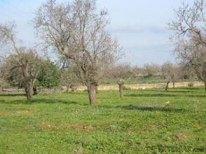 Finca near Santa Margarita, with.. - 2