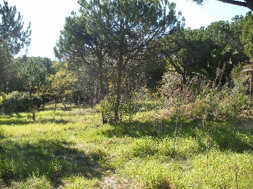 THIS LARGE PLOT OFFERS AMPLE PRIVACY.. - 2