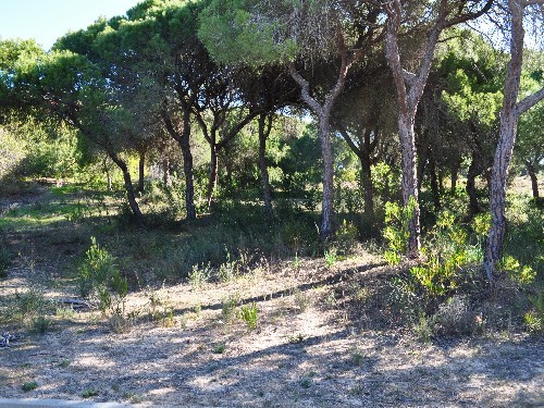Great Plot in Vale do Lobo in the Ocean.. - 2