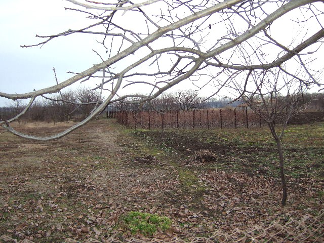 Land in Vedrina, Dobrich - 2
