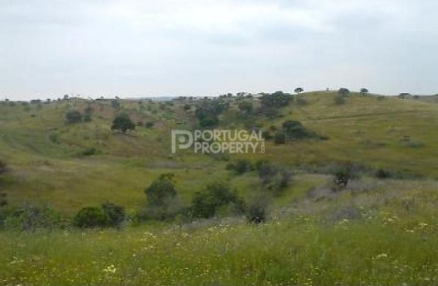 Large Plot - 2