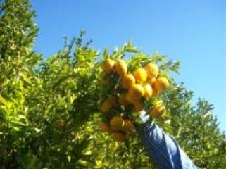 For Sale: Plot In Central Algarve.. - 2