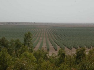 Farm on 60Ha Titled Land - 12.000 olive..