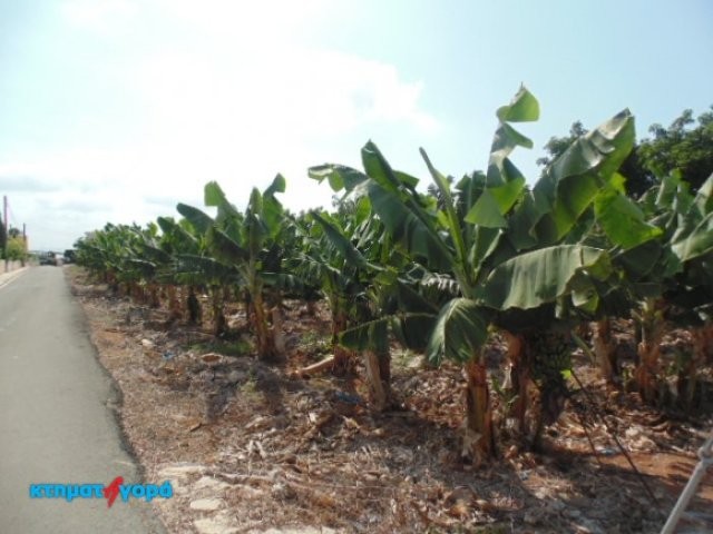 Agricultural Land in St George Peyia.. - 2